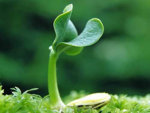 Growth Promoters